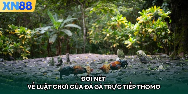 Đôi nét về luật chơi của đá gà trực tiếp thomo