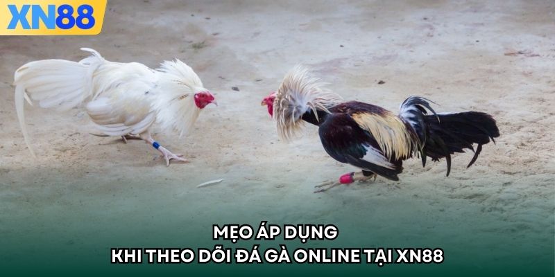 Mẹo áp dụng khi theo dõi đá gà online tại XN88