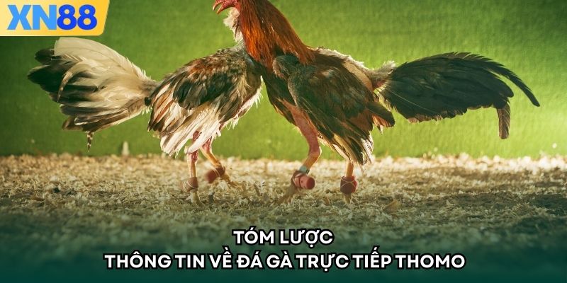 Tóm lược thông tin về đá gà trực tiếp thomo